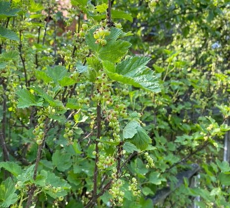 Московская обл, г Балашиха, тер СПО Бархат, д 81