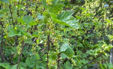 Московская обл, г Балашиха, тер СПО Бархат, д 81