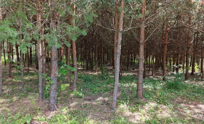 Тульская обл, Заокский р-н, село Покровское