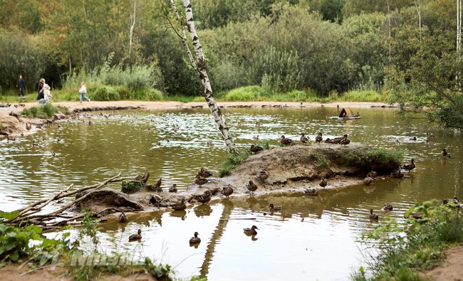 1-комнатная квартира в г. Балашиха