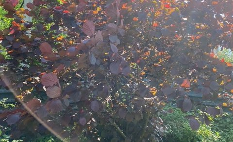 Московская обл, г Балашиха, тер СПО Бархат, д 81