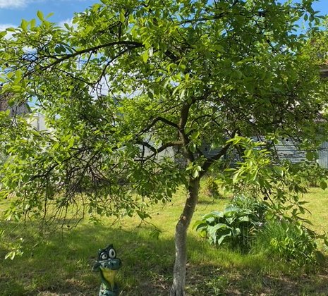 Московская обл, г Балашиха, тер СПО Бархат, д 81