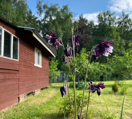 Московская обл, г Балашиха, тер СПО Бархат, д 81