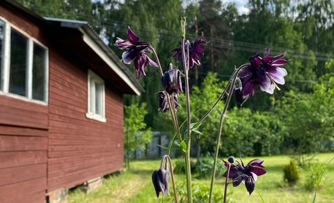 Московская обл, г Балашиха, тер СПО Бархат, д 81